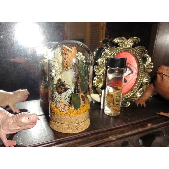 June Bug Sitting In Pinecone Throne Oddity Jar curiosity dome insect taxidermy - Picture 2 of 14